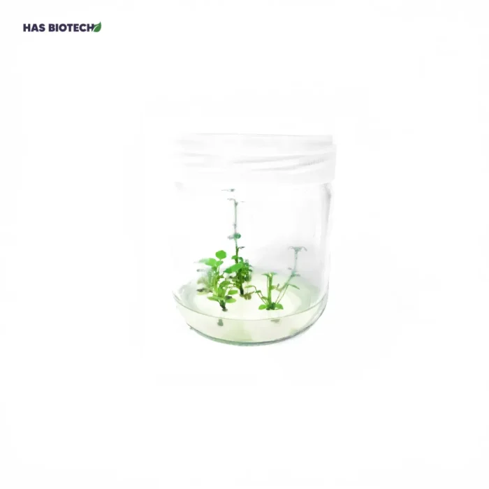 Berberis — tissue-culture plantlets in a culture vessel at our laboratory partner HasBiotech