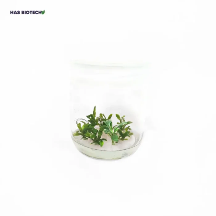 Convolvulus cneorum — tissue-culture plantlets in a culture vessel at our laboratory partner HasBiotech