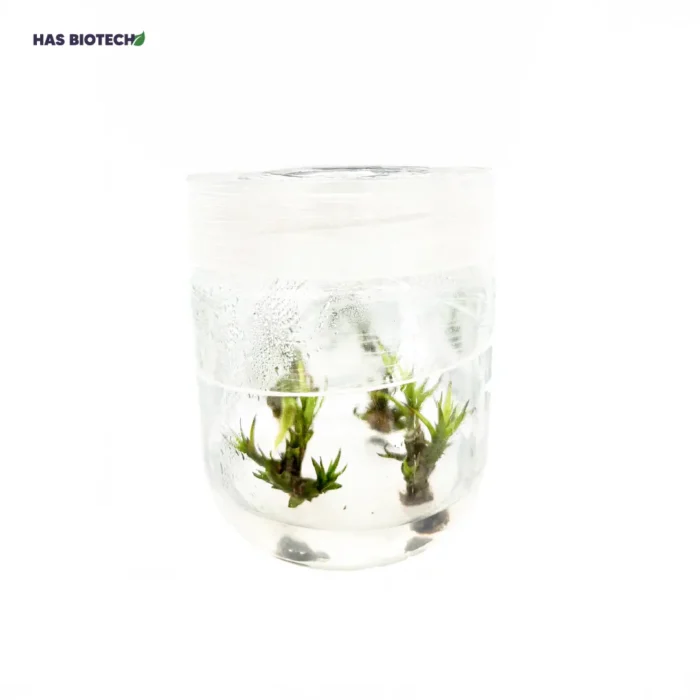 Dracaena — tissue-culture plantlets in a culture vessel at our laboratory partner HasBiotech