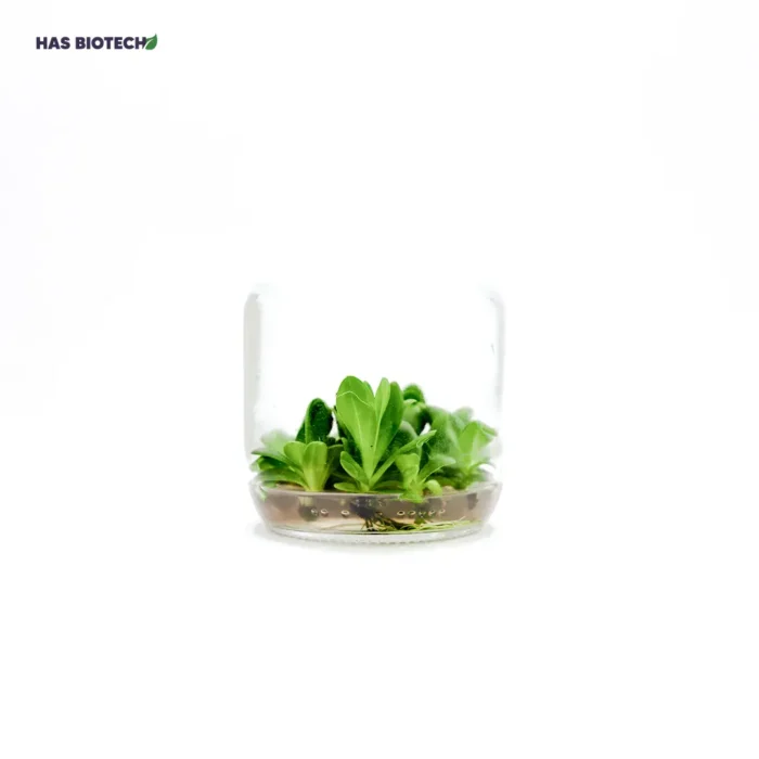 Lisianthus (Eustoma) — tissue-culture plantlets in a culture vessel at our laboratory partner HasBiotech