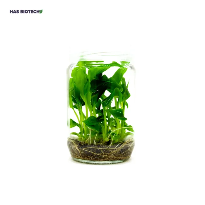 Musa — tissue-culture plantlets in a culture vessel at our laboratory partner HasBiotech